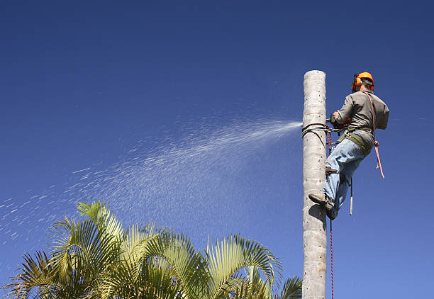 Leaf Removal in Cartersville, GA