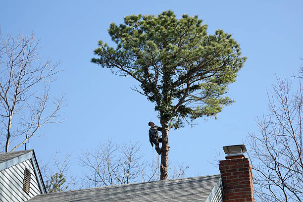 Reliable Cartersville, GA Tree Care Solutions