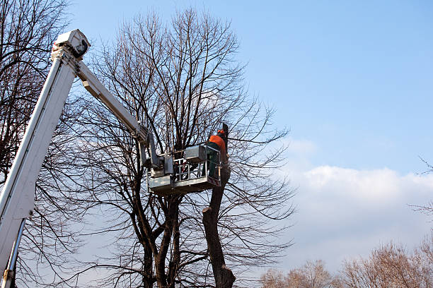 How Our Tree Care Process Works  in  Cartersville, GA